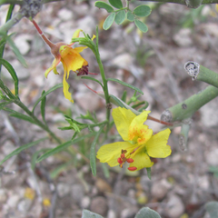 Parkinsonia texana texana