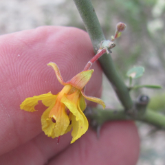 Parkinsonia texana texana