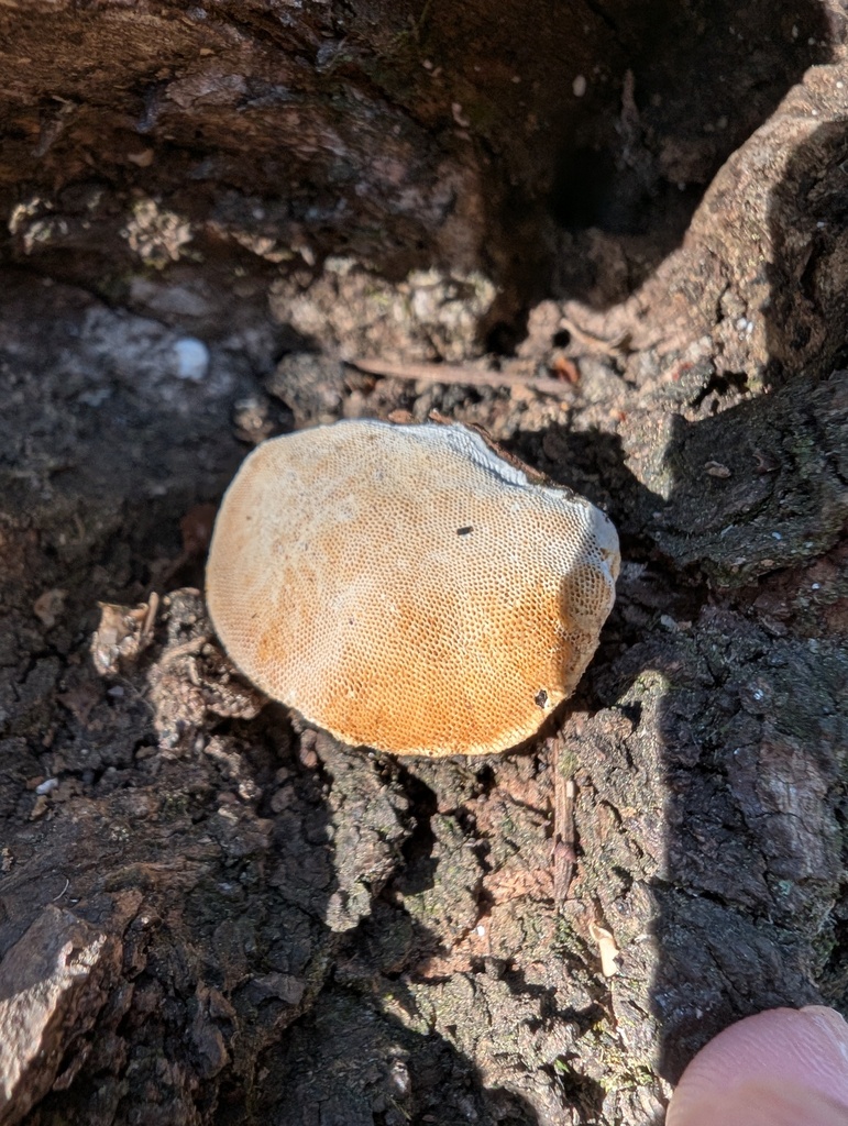 Truncospora ochroleuca · February 2026 · photo: © atsushi_nakajima_cirque (iNaturalist, cc-by)