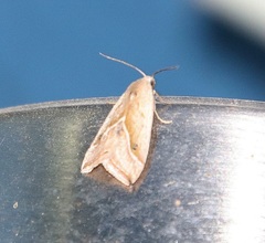 Micrathetis tecnion