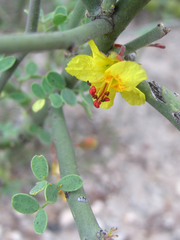 Parkinsonia texana texana