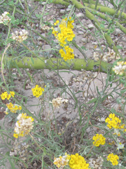 Psilostrophe gnaphalodes