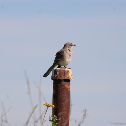 iNaturalist observation photo of Northern Mockingbird