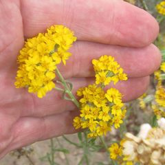 Psilostrophe gnaphalodes