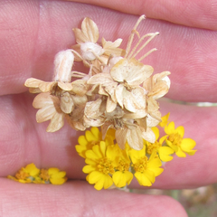 Psilostrophe gnaphalodes