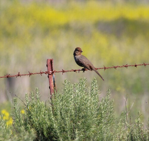 iNaturalist observation photo of California Towhee