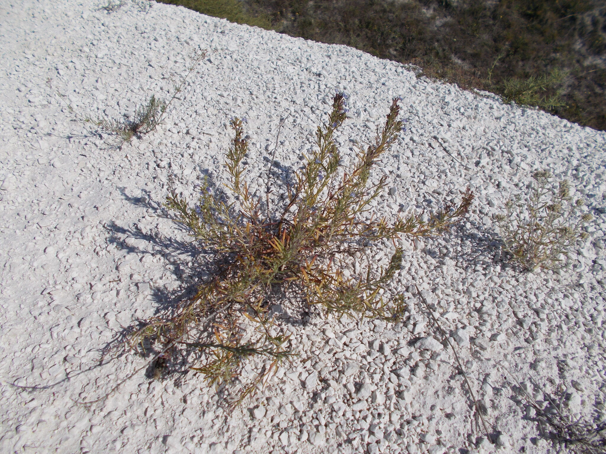 Hyssop (Hyssopus officinalis)