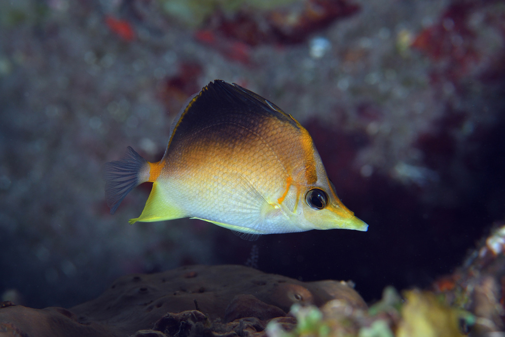 Butterbun (Prognathodes aculeatus) — Chaetodontidae