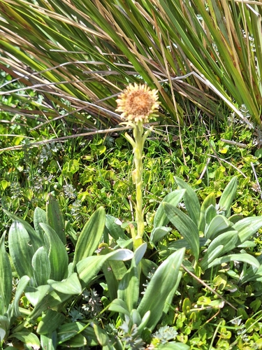 Celmisia haastii observed 2026-02-22