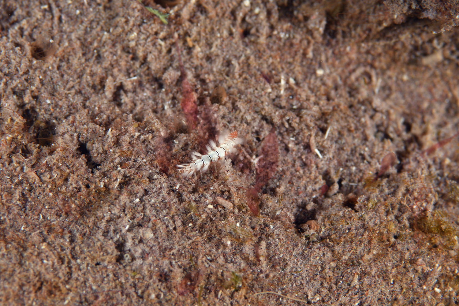 Hermodice carunculata (Pallas, 1766)