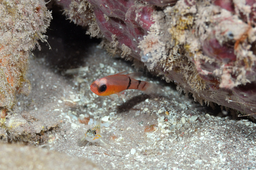 Belted cardinalfish (Apogon townsendi) — Apogonidae