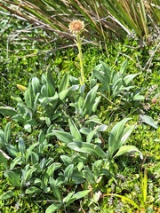 Celmisia haastii, photograph (c) Oscar Dove, some rights reserved (CC BY)