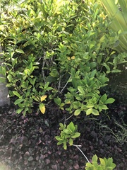 Gardenia jasminoides