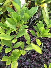 Gardenia jasminoides