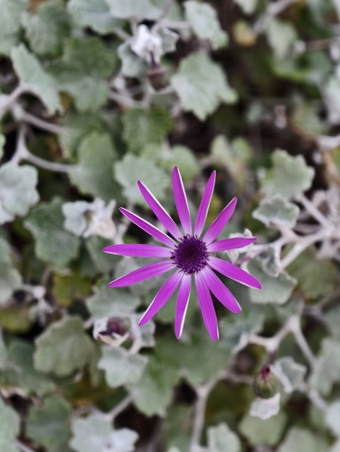 Pericallis lanata (Pericallis lanata)