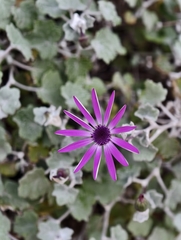 Pericallis lanata