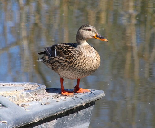 iNaturalist observation photo of Mallard