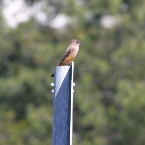 iNaturalist observation photo of Say's Phoebe