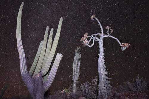 Fouquieria columnaris