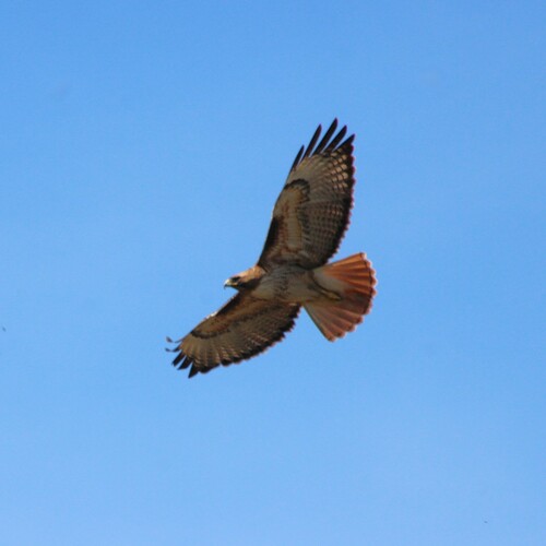 iNaturalist observation photo of Red-tailed Hawk