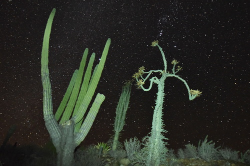 Fouquieria columnaris
