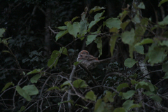 Passer rufocinctus