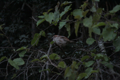 Passer rufocinctus