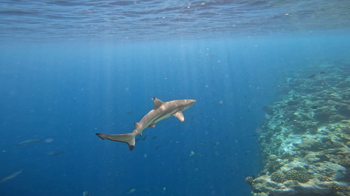 Carcharhinus melanopterus