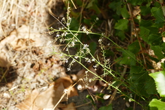 Lepidium graminifolium