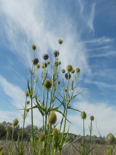 Gmelin's Teasel (Dipsacus gmelinii)