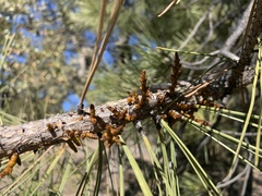 Arceuthobium vaginatum cryptopodum