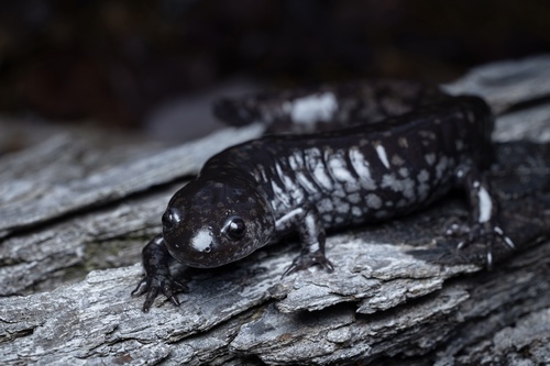 Mabee's Salamander, Ambystoma mabeei