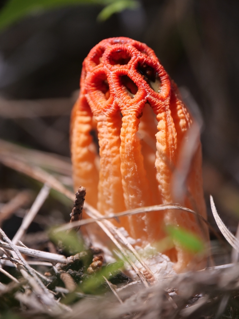 Colus hirudinosus · February 2026 · photo: © marios10 (iNaturalist, cc-by)