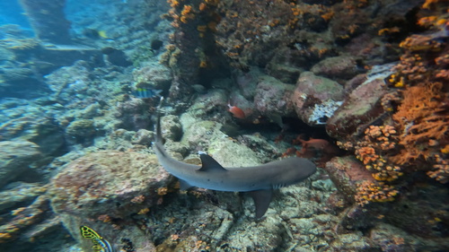 Triaenodon obesus