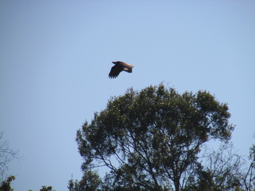 Madagascar Fish Eagle (Icthyophaga vociferoides), photo 10