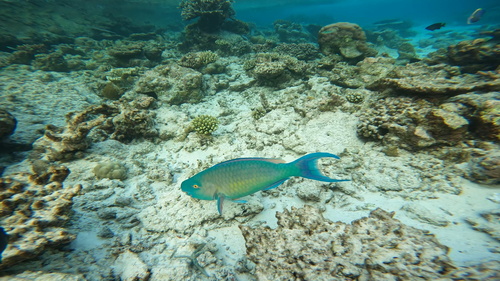 Scarus rubroviolaceus