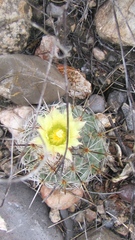 Coryphantha durangensis