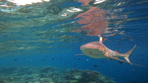 Carcharhinus amblyrhynchos