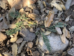 Astragalus tephrodes