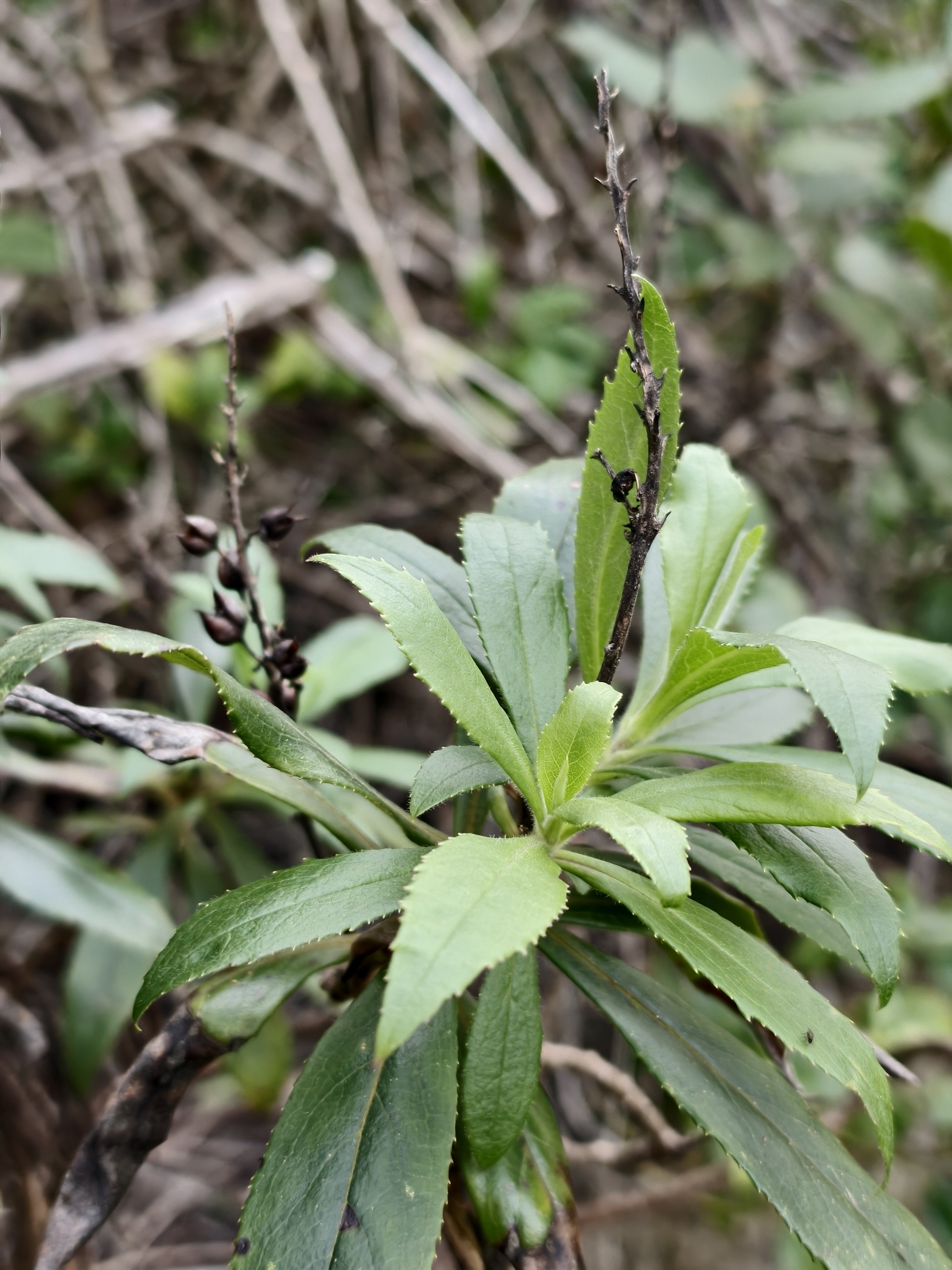 Canary Island Foxglove (Digitalis canariensis)