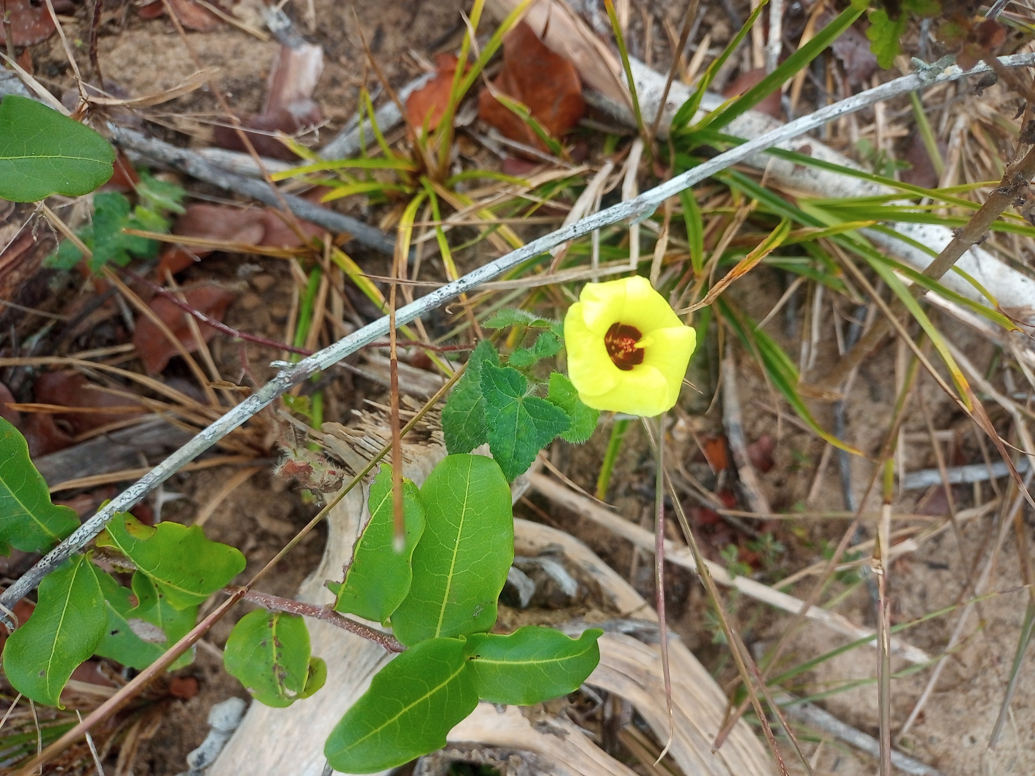 Pavonia cancellata