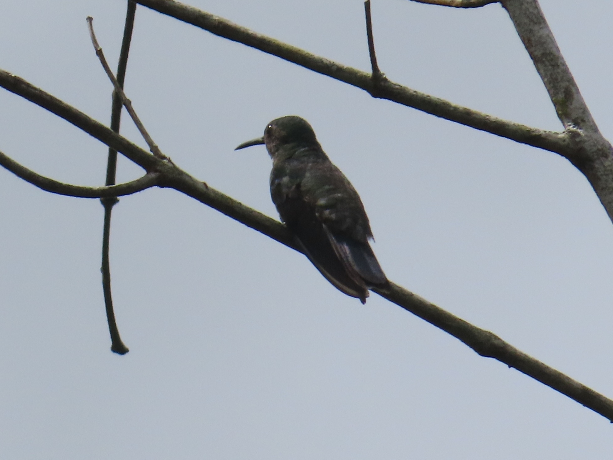 Scaly-breasted Hummingbird (Phaeochroa cuvierii), photo 6