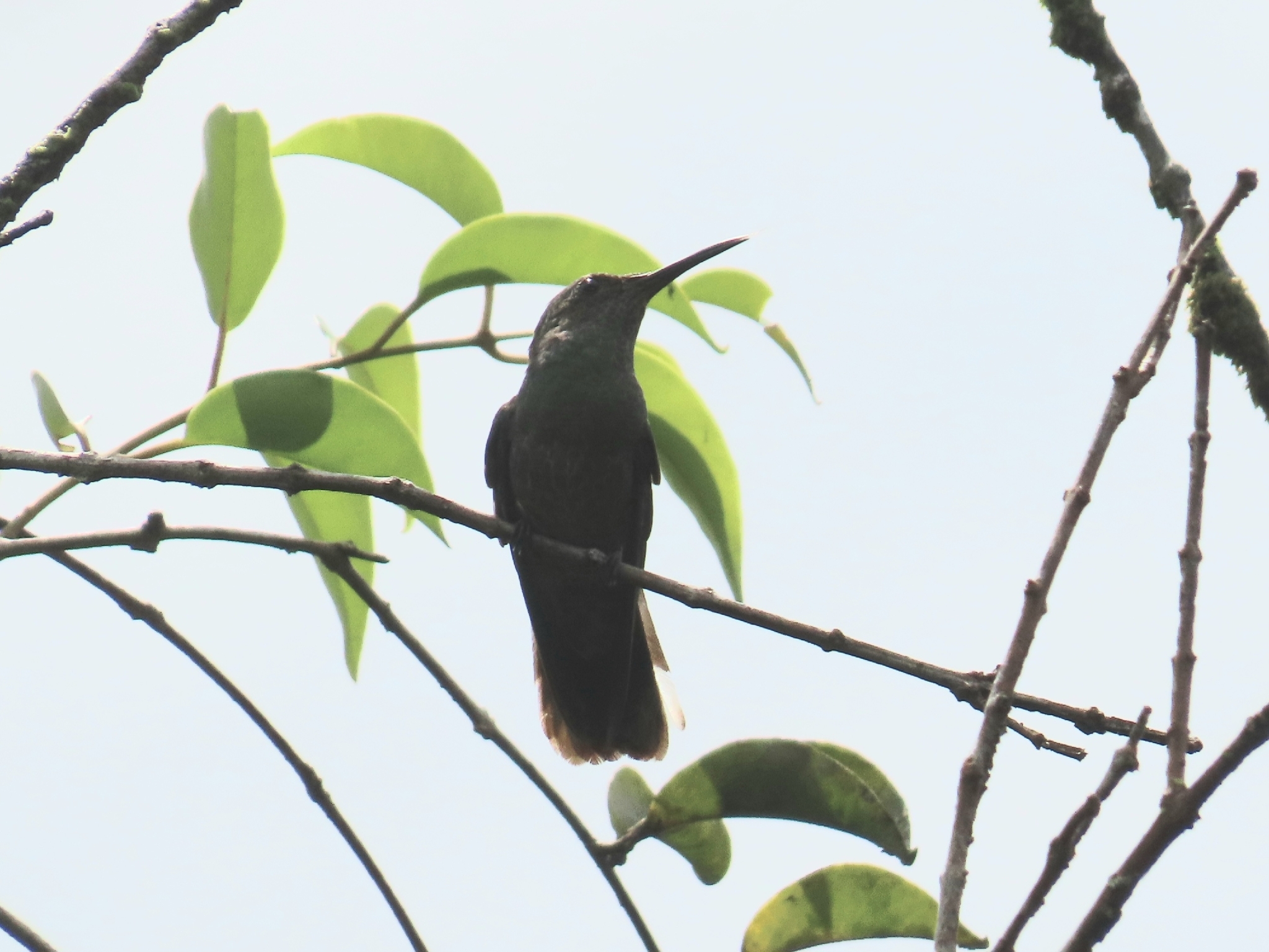 Scaly-breasted Hummingbird (Phaeochroa cuvierii), photo 5