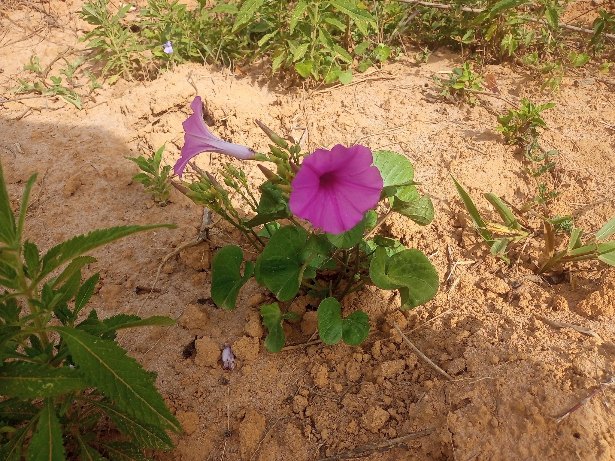 Ipomoea asarifolia