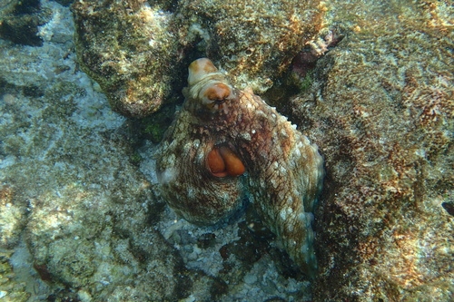 Octopus cyanea