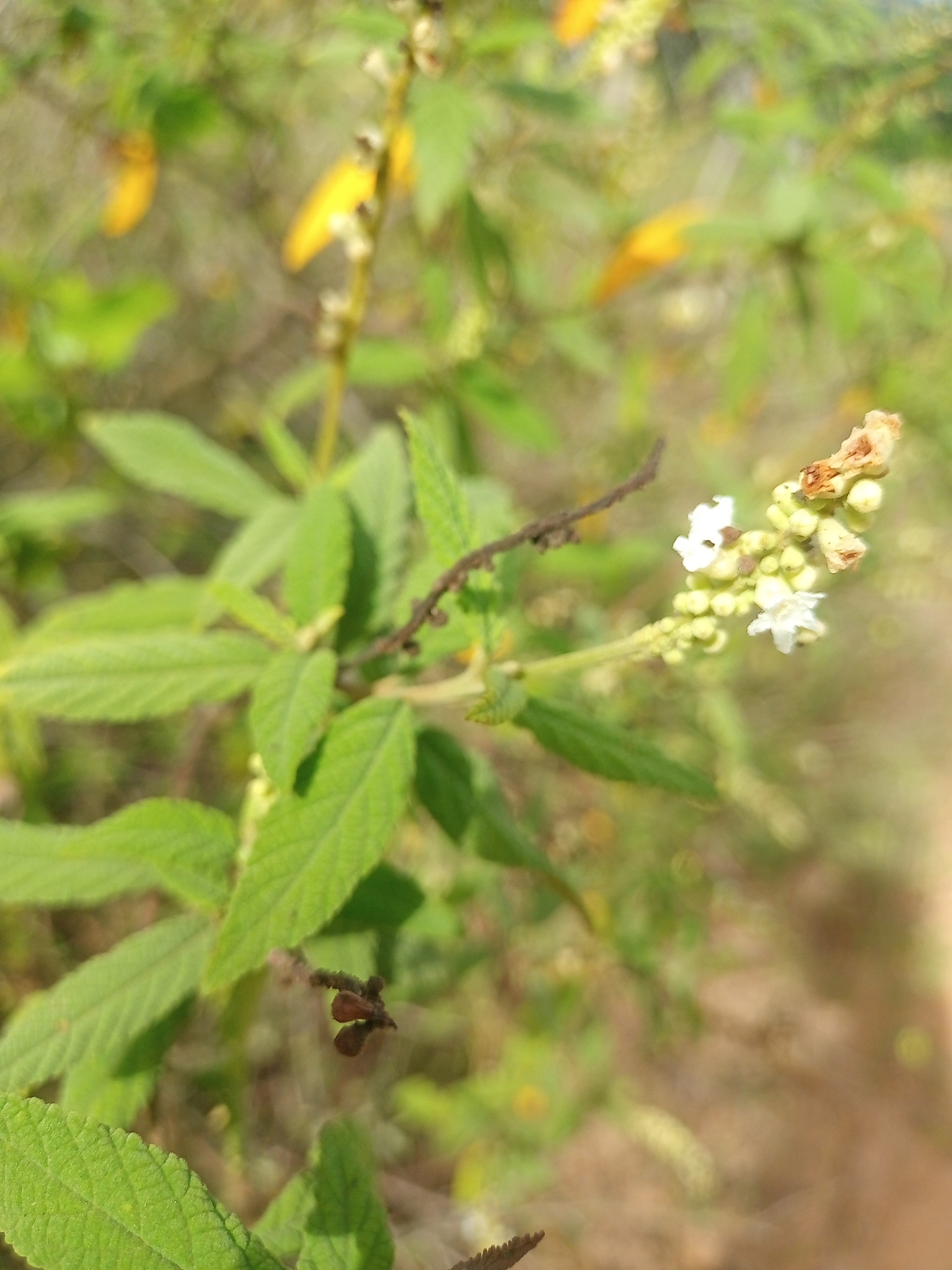 Varronia curassavica