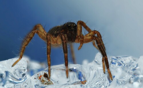 Lance wolf spider photo 3