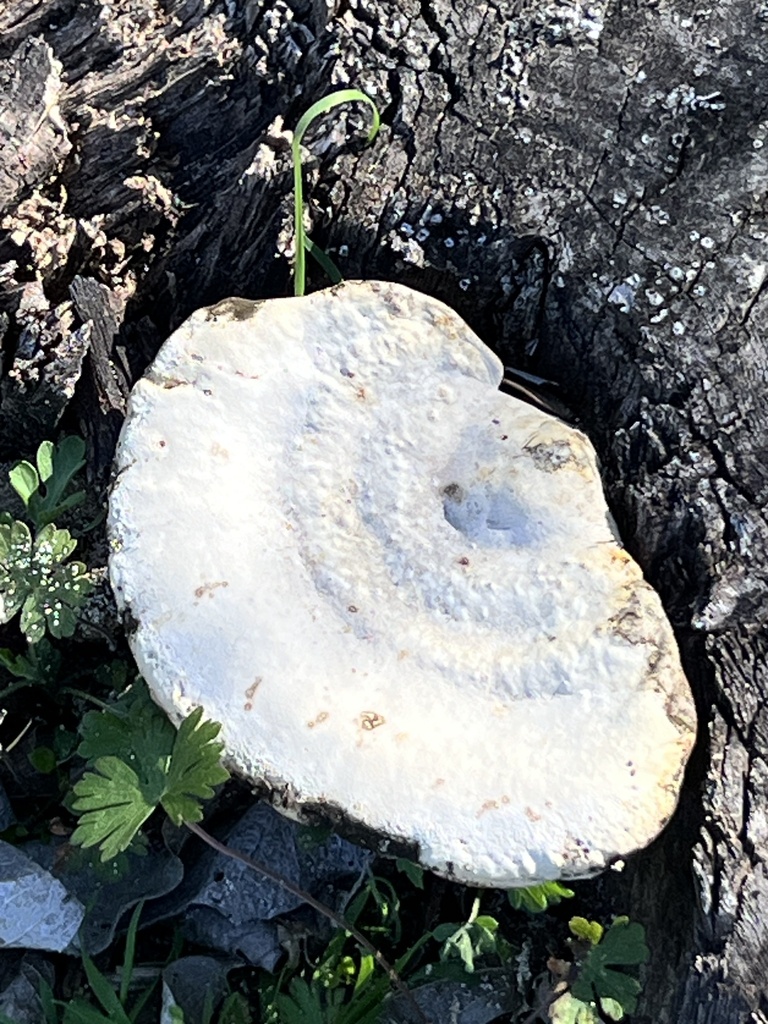Trametes aesculi · February 2026 · photo: © michelle_lopez (iNaturalist, cc0)