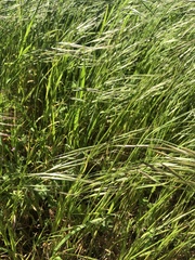 Bromus sterilis
