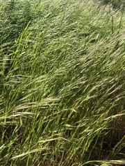 Bromus sterilis